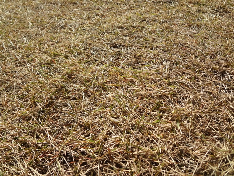 Lawn-garden-winter103C